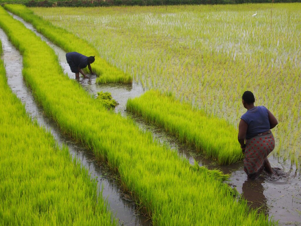 HOW A YOUNG GHANAIAN LEFT AMERICA TO GHANA & NOW OWNS 10,000 ACRES RICE FARM