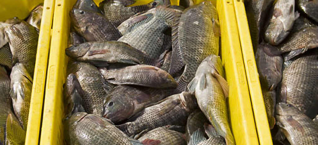 TILAPIA FARMING IN GHANA’S VOLTA LAKE,VILLA AWOYO VOLTA REGION